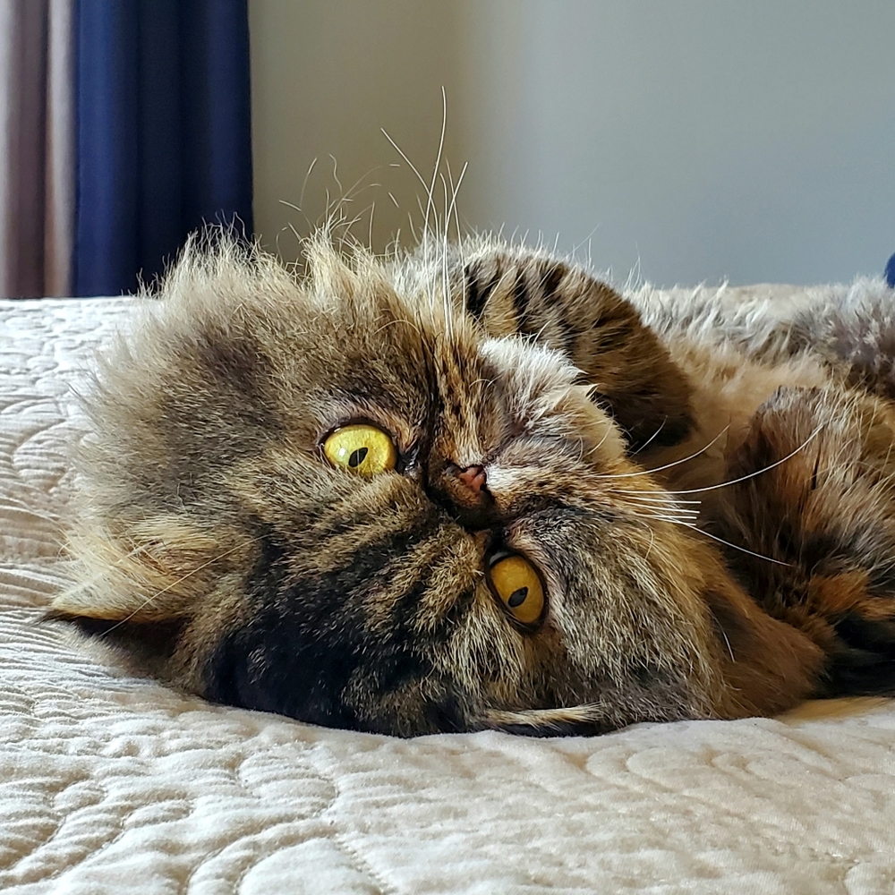 Meet your Posher, Shannon